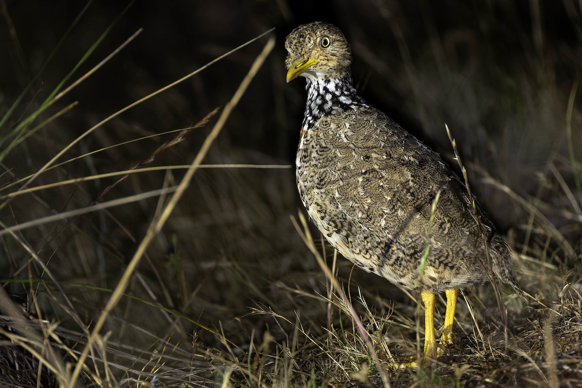 Plains-wanderer - ML646169491