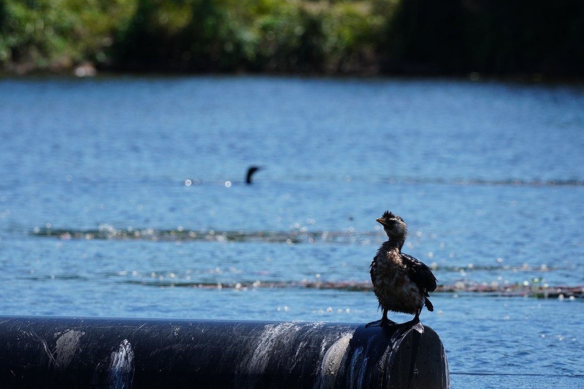 Little Pied Cormorant - ML646169493