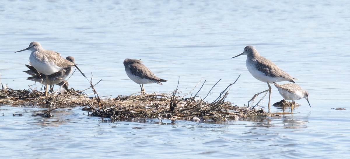 Greater Yellowlegs - ML646169502