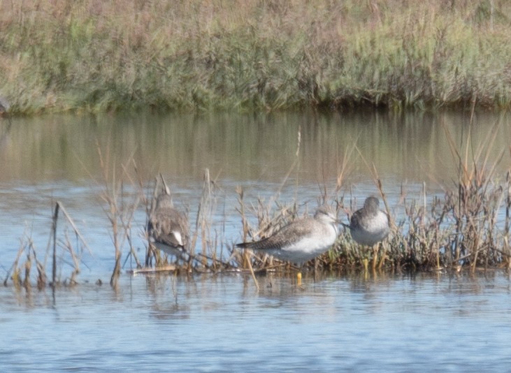 Greater Yellowlegs - ML646169505