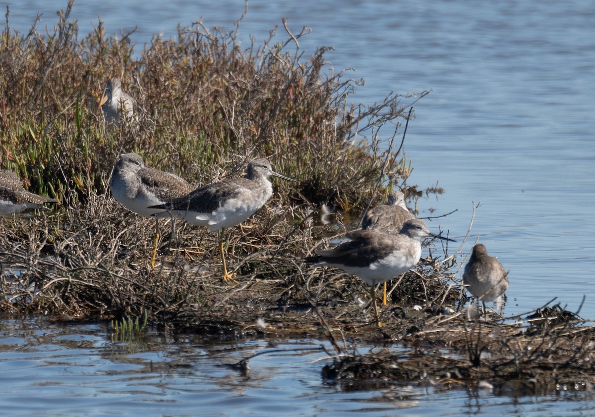 Greater Yellowlegs - ML646169509