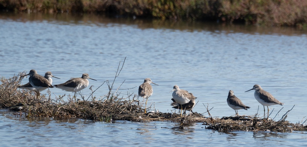 Greater Yellowlegs - ML646169510