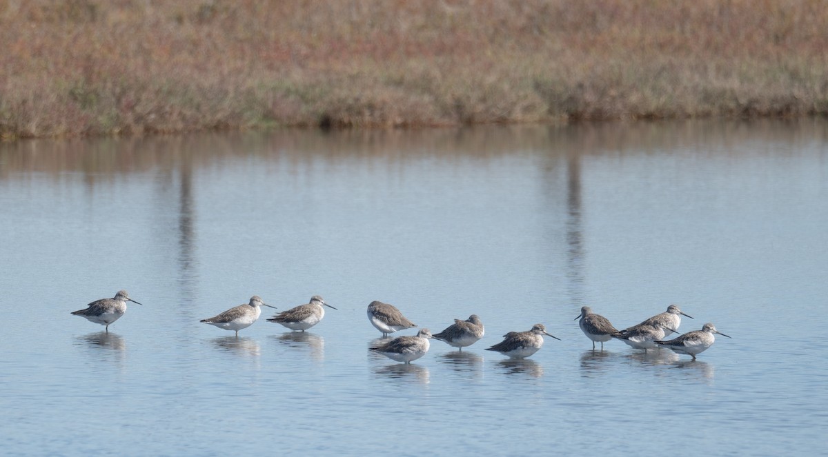 Greater Yellowlegs - ML646169512
