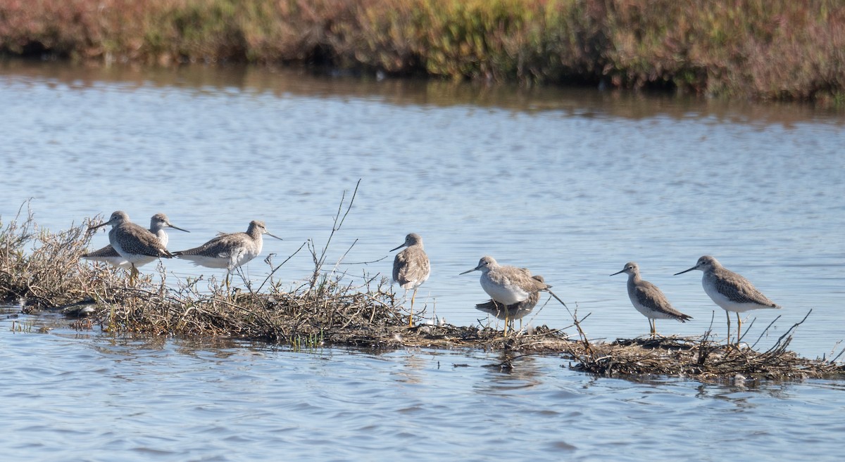 Greater Yellowlegs - ML646169513