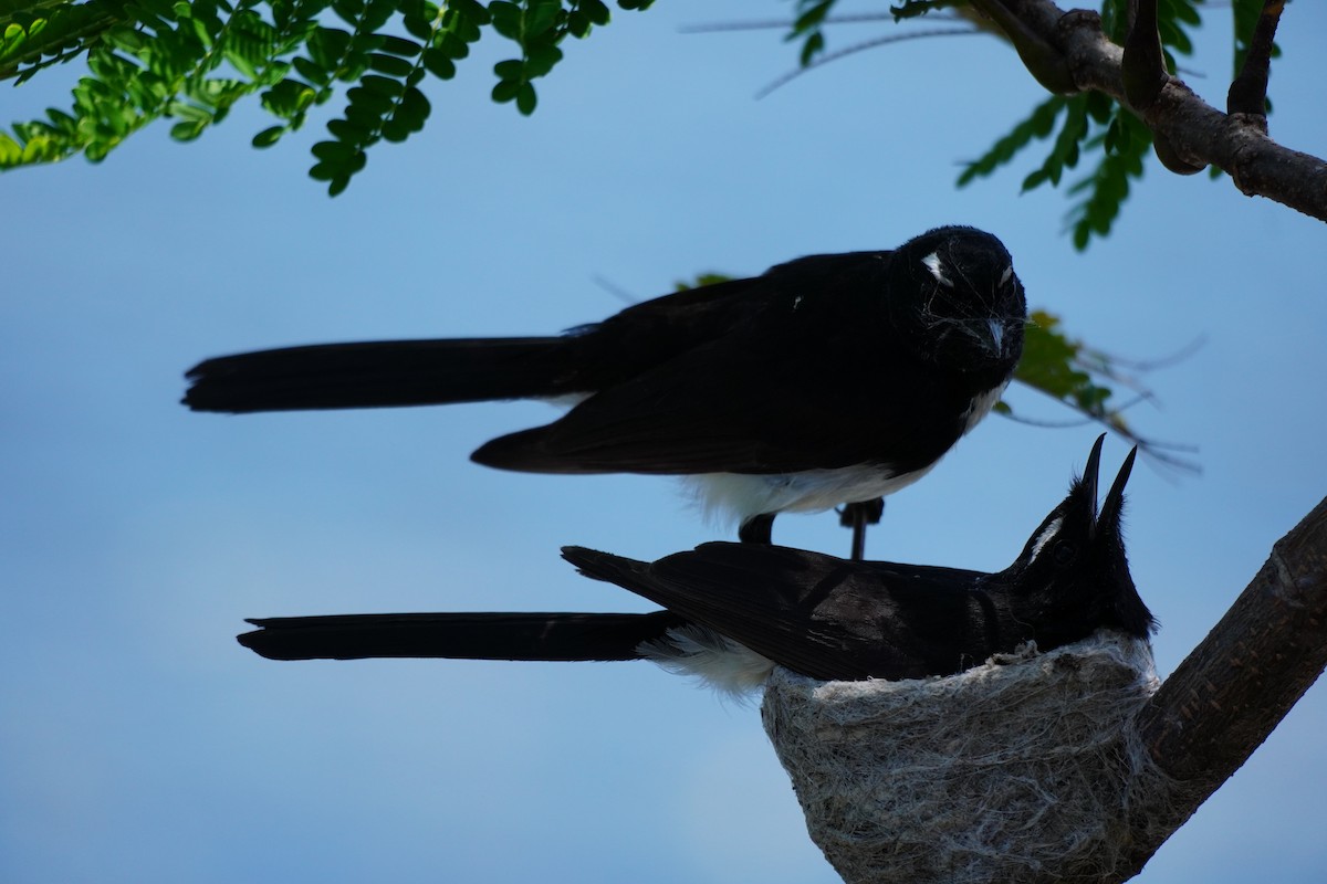 Willie-wagtail - ML646169514