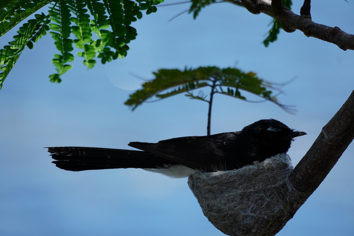 Willie-wagtail - ML646169515