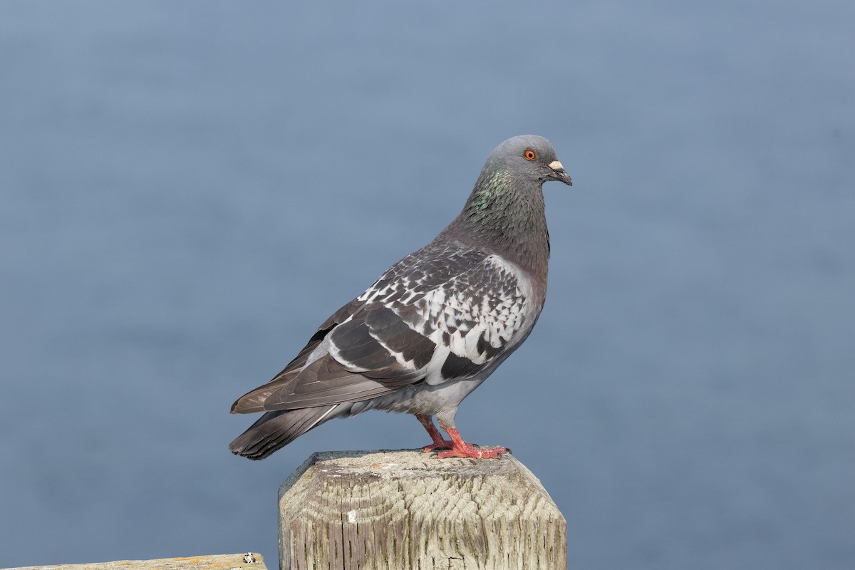 Haitz-usoa (etxekoa) - ML646169516