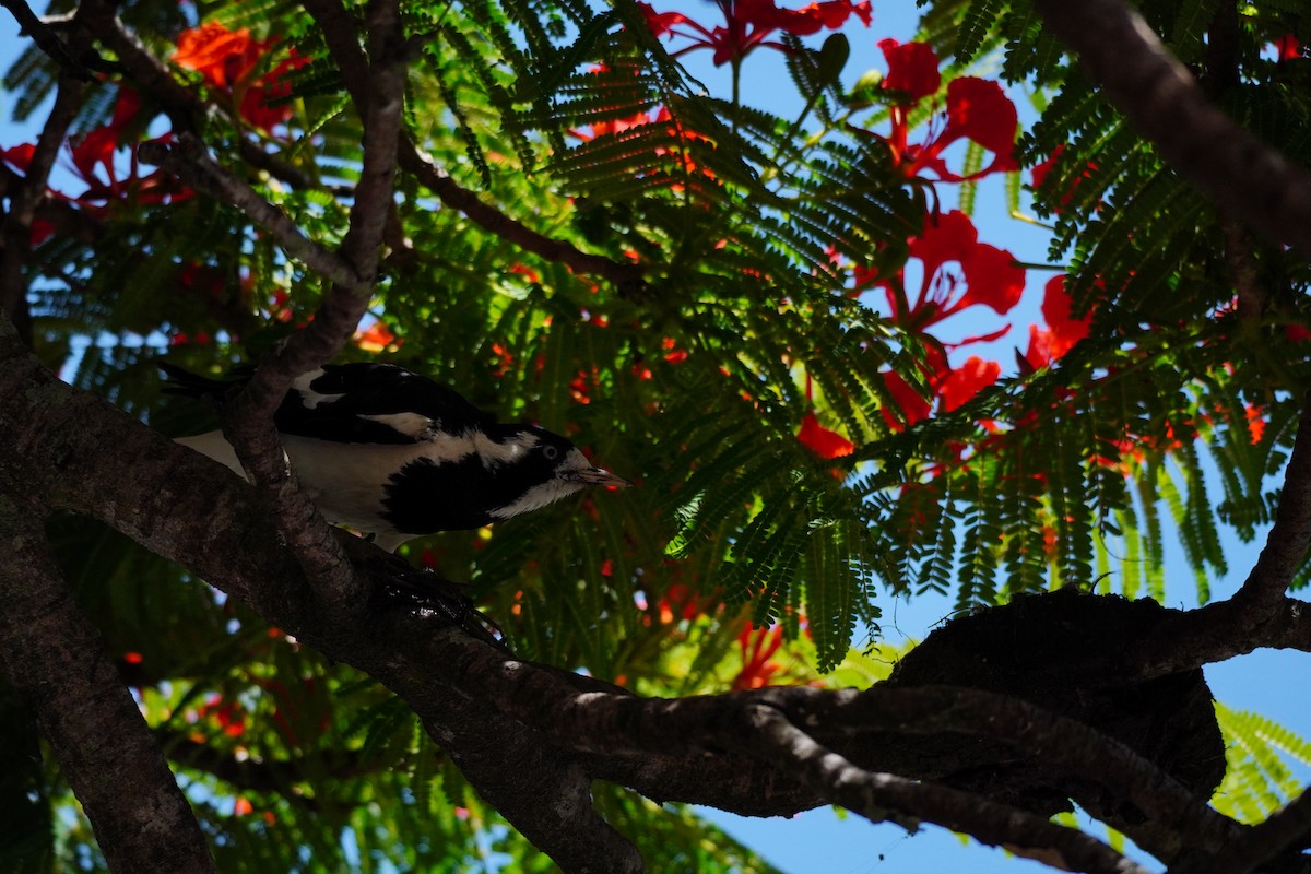 Magpie-lark - ML646169517