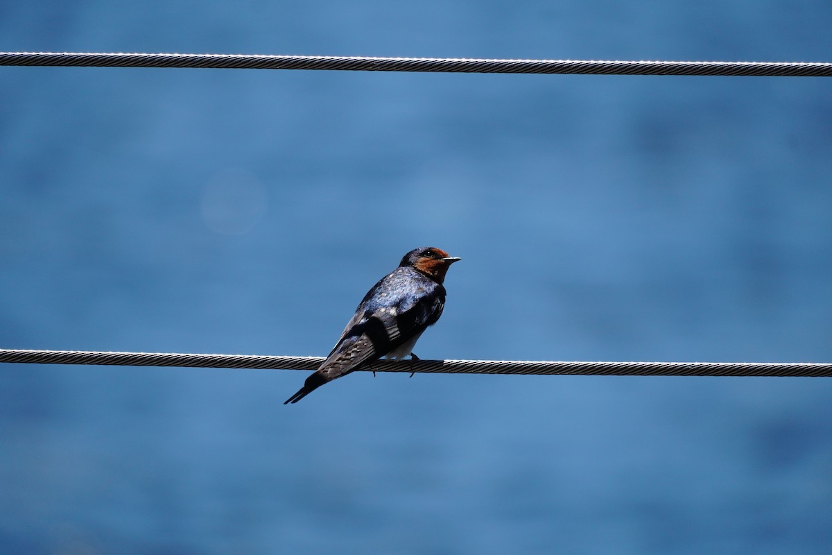 Welcome Swallow - ML646169518