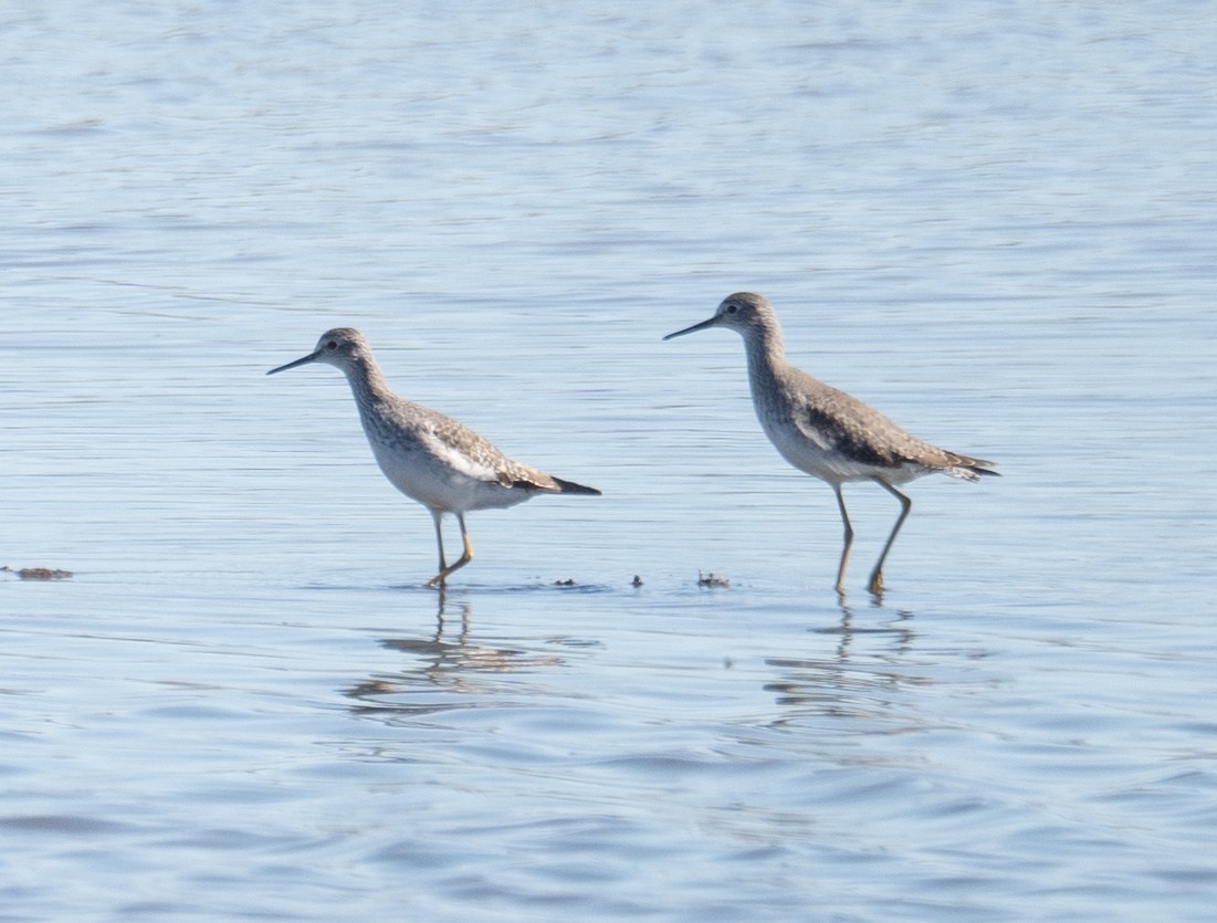 Kuliska hankahori txikia - ML646169519