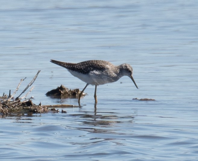 Kuliska hankahori txikia - ML646169520