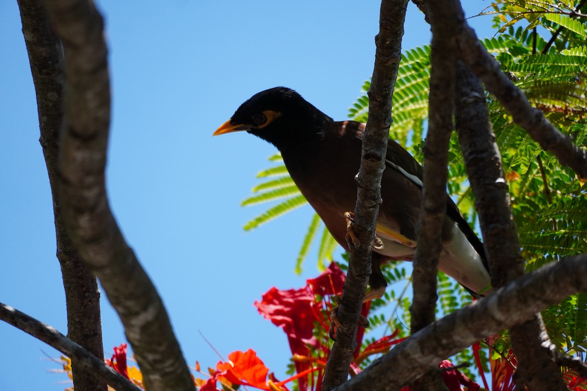 Hartxori tristea - ML646169521