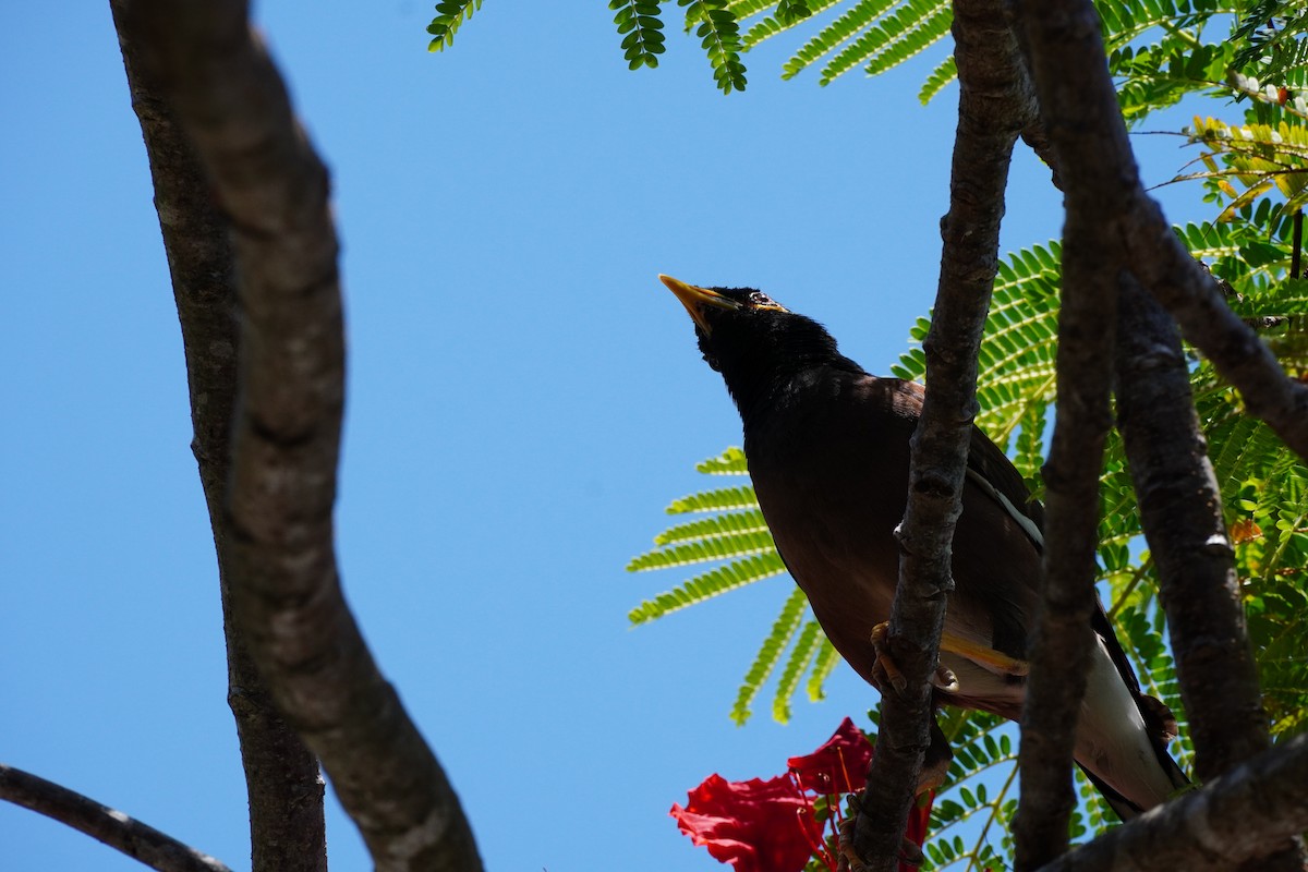 Hartxori tristea - ML646169522