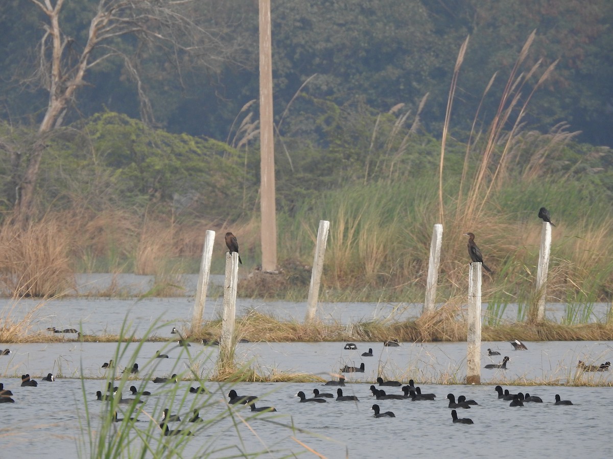Little Cormorant - ML646169524
