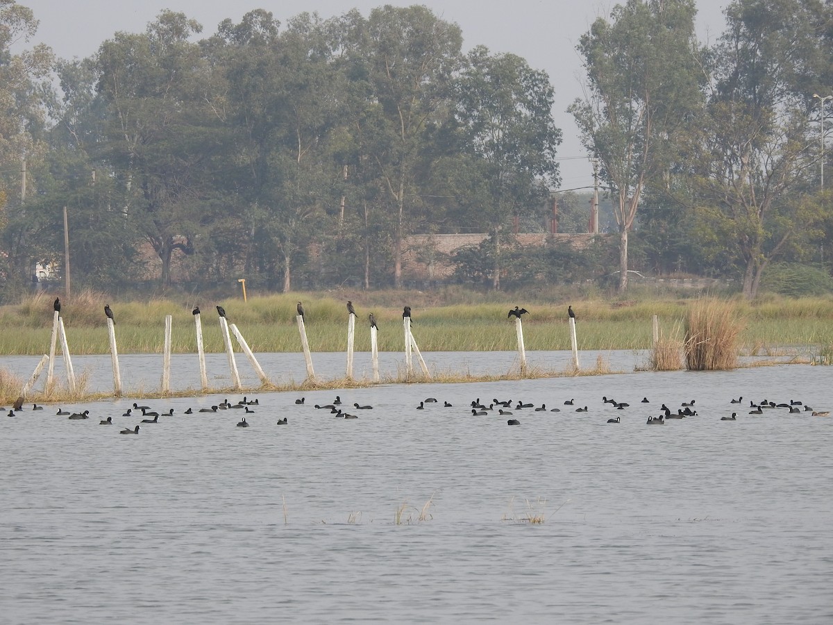 Little Cormorant - ML646169526