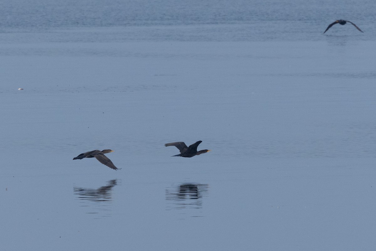 Ubarroi belarriduna - ML646169528