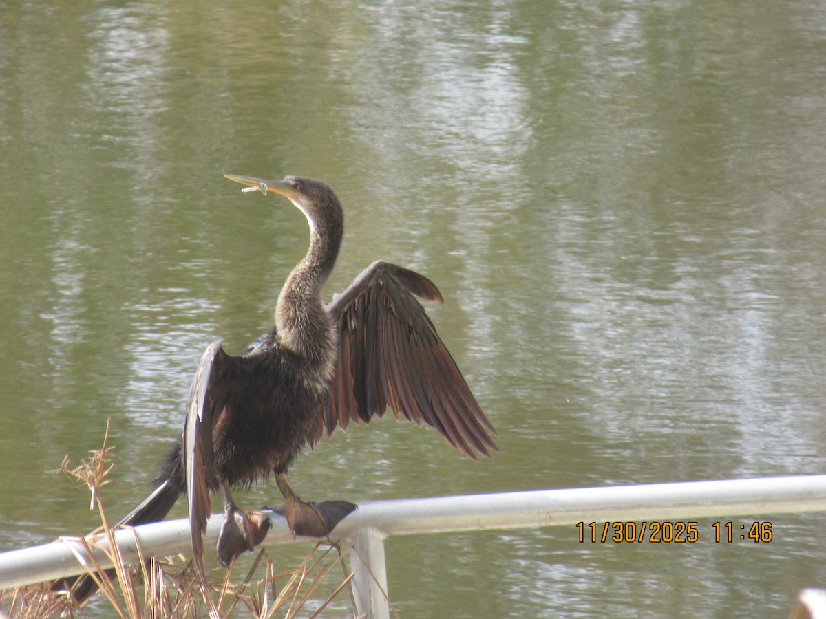Anhinga amerikarra - ML646169532