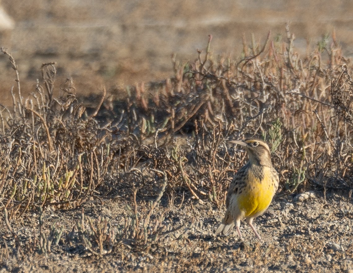 Western Meadowlark - ML646169533