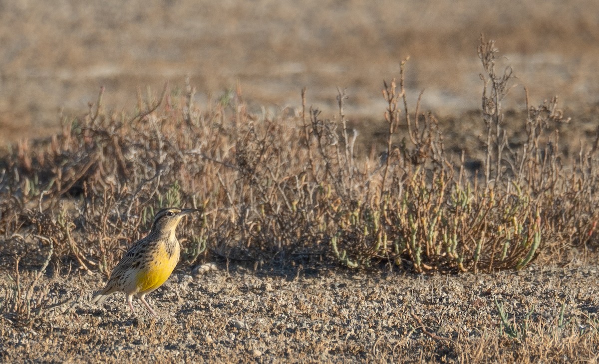 Western Meadowlark - ML646169534