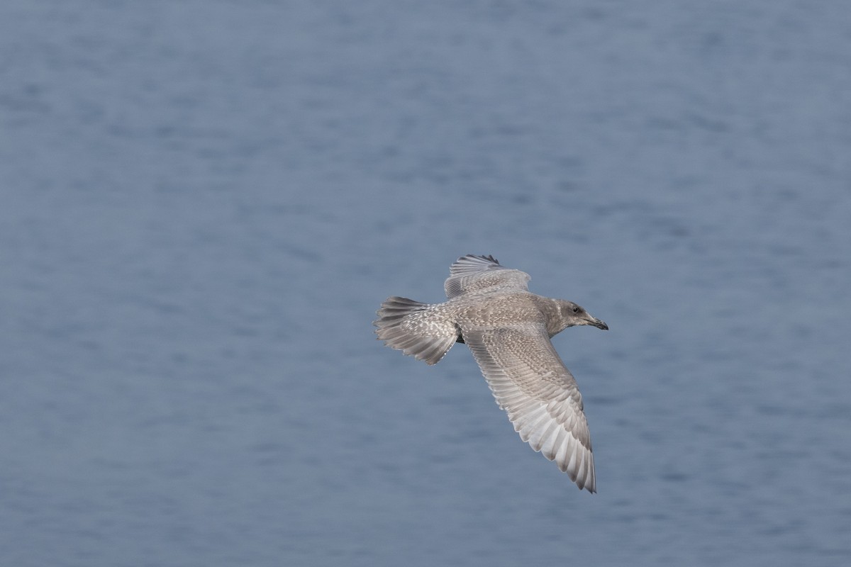 Kaio hauskara amerikarra - ML646169535