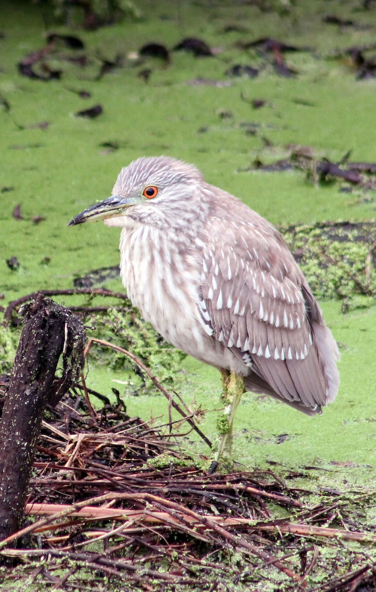 Amiltxori arrunta - ML646169536