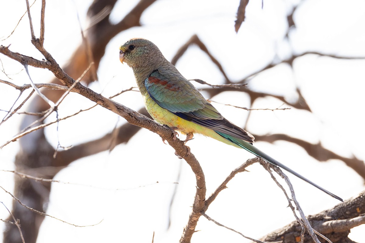Mulga Parrot - ML646169538