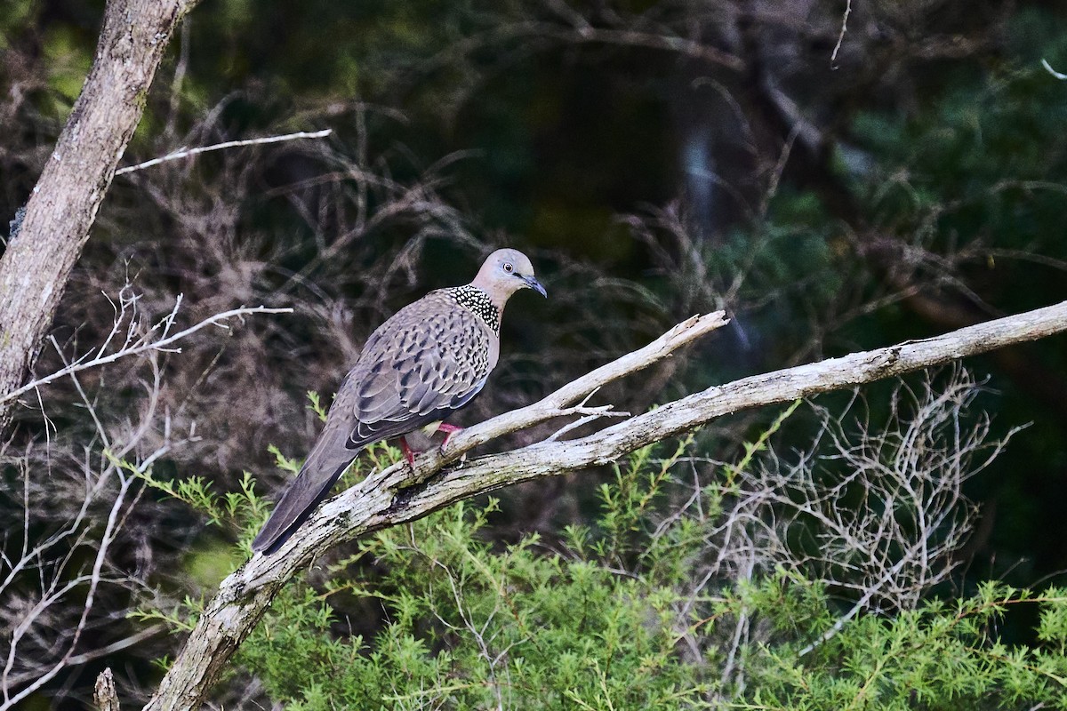 Spotted Dove - ML646169544