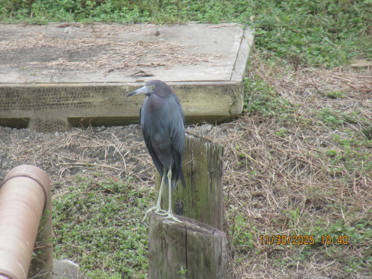 Koartzatxo urdina - ML646169545