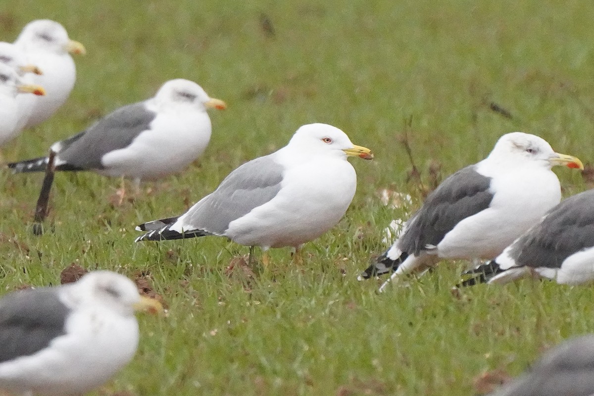 Kaio hankahoria - ML646169546