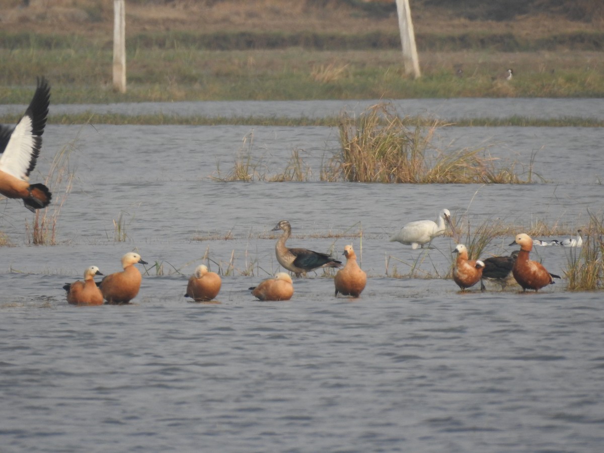 Ahate gandordun afrikarra - ML646169548