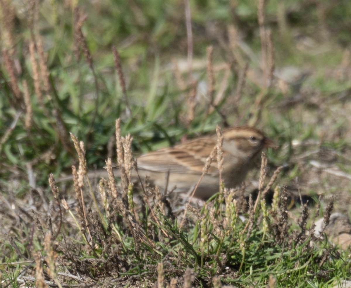 Chipping Sparrow - ML646169550