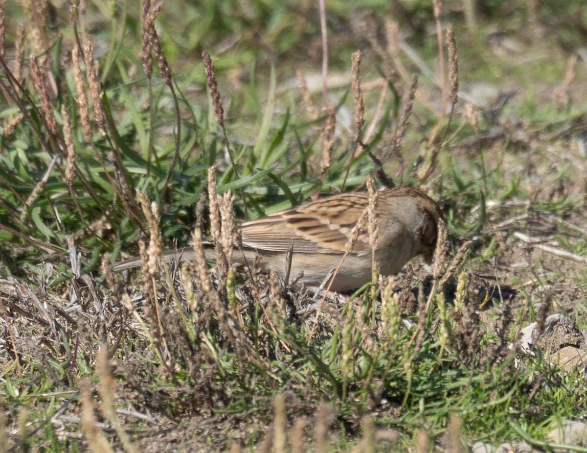Chipping Sparrow - ML646169551