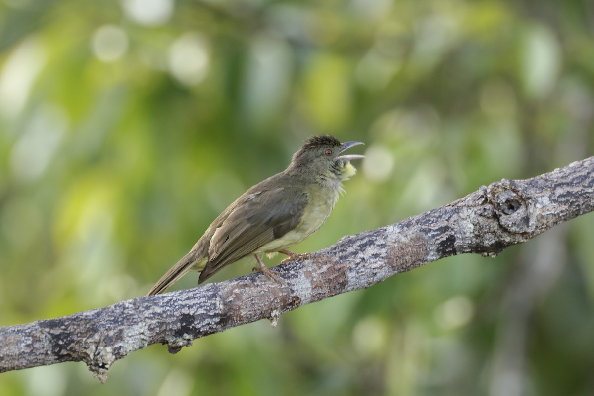 Finsch's Bulbul - ML646169552