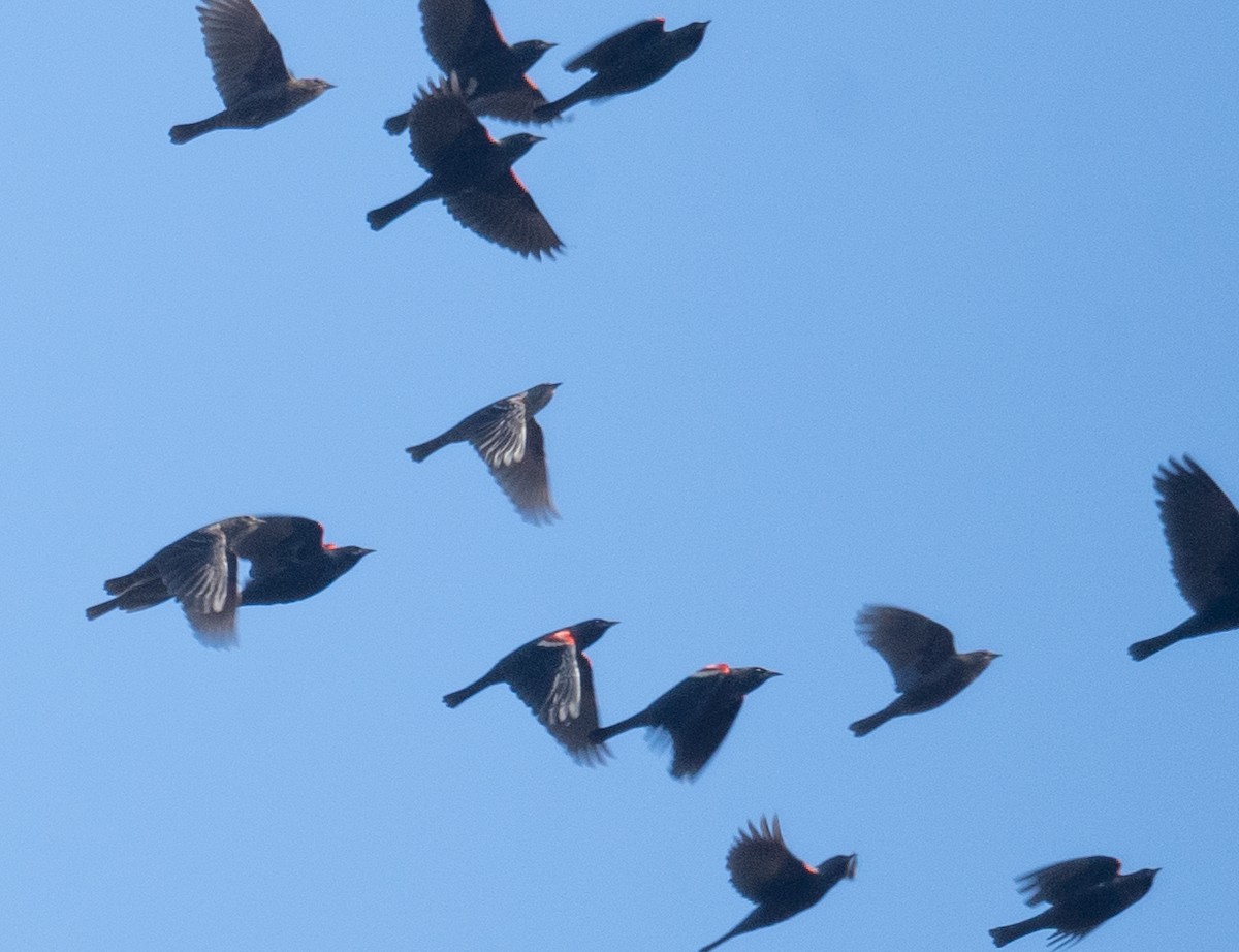 Tricolored Blackbird - ML646169559