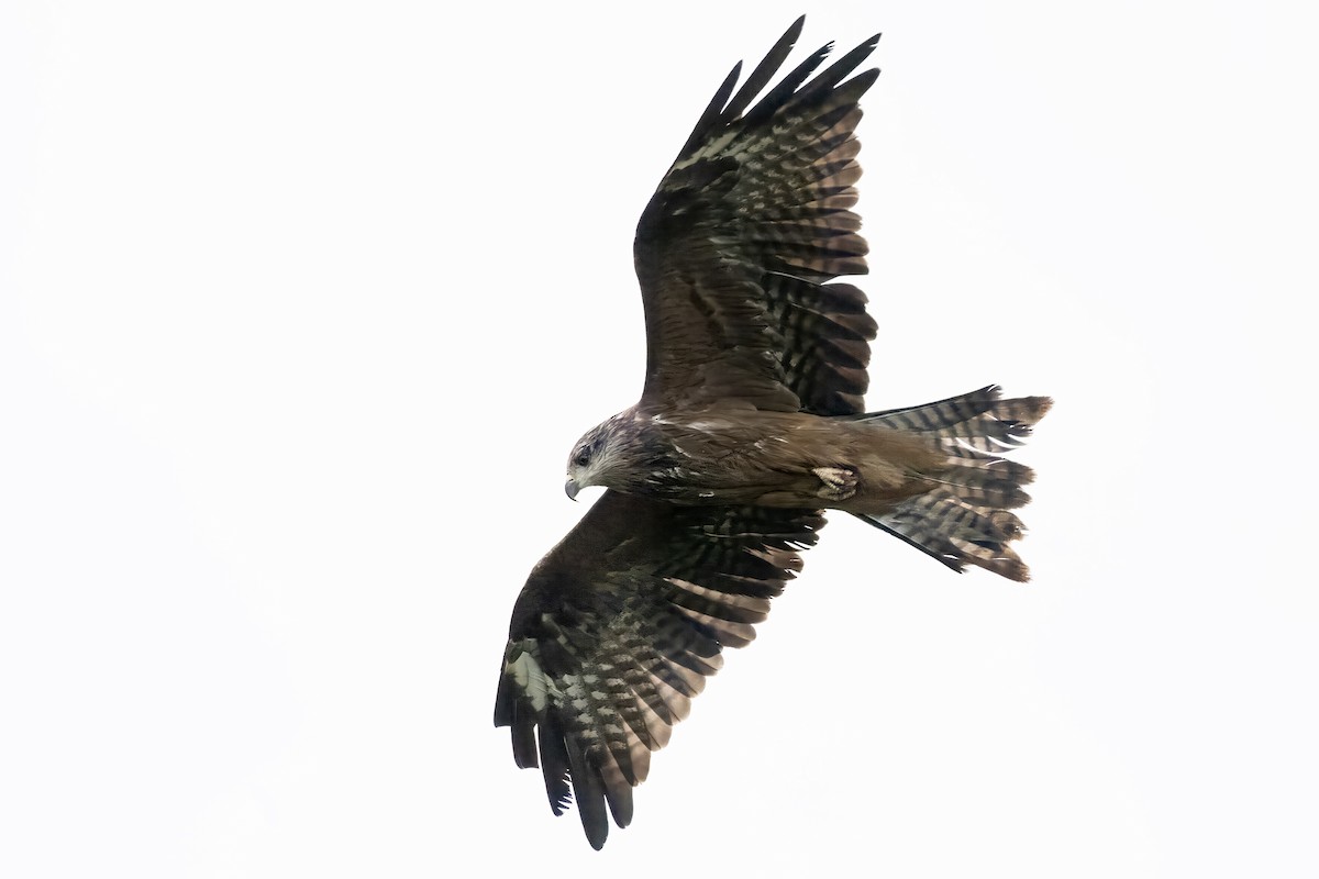 Miru beltza - ML646169560