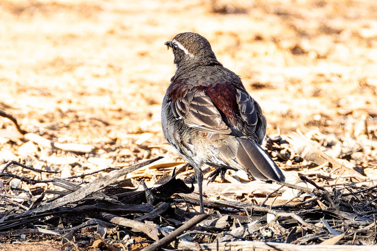 Chestnut Quail-thrush - ML646169561