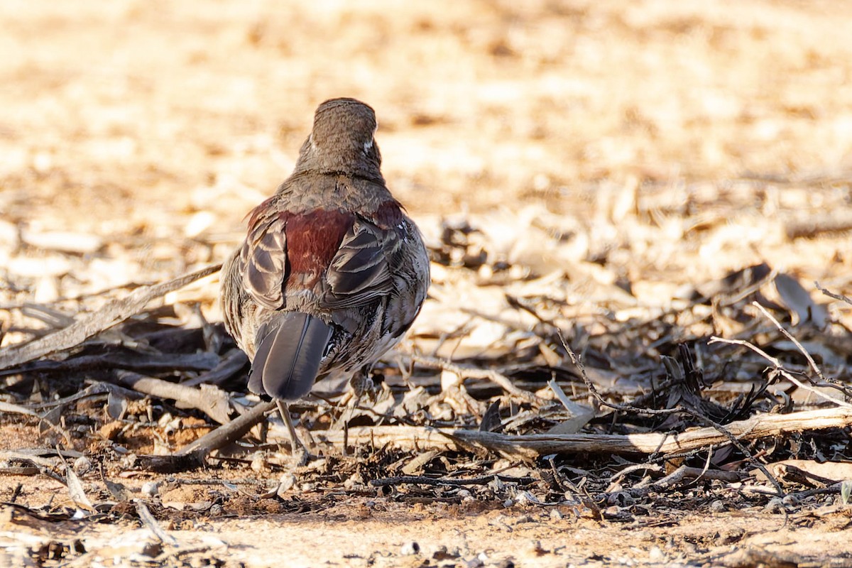 Chestnut Quail-thrush - ML646169562