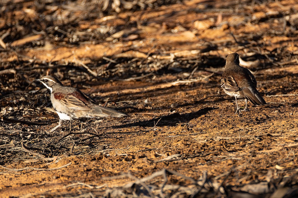 Chestnut Quail-thrush - ML646169563