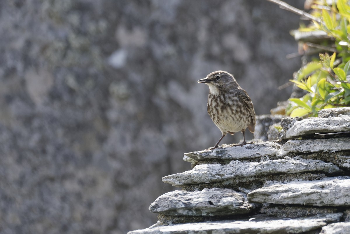 Itsas txirta - ML646169565