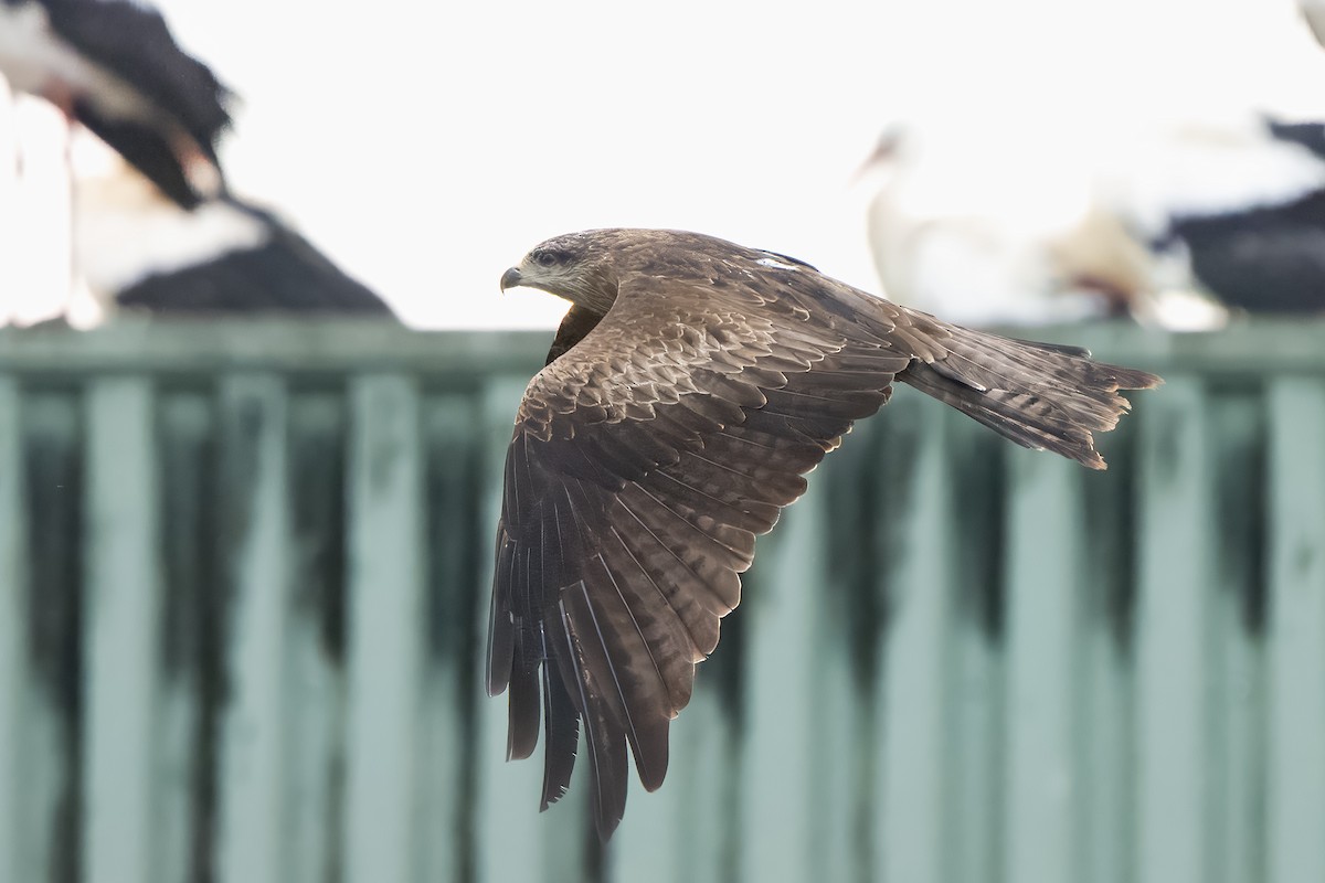 Miru beltza - ML646169566