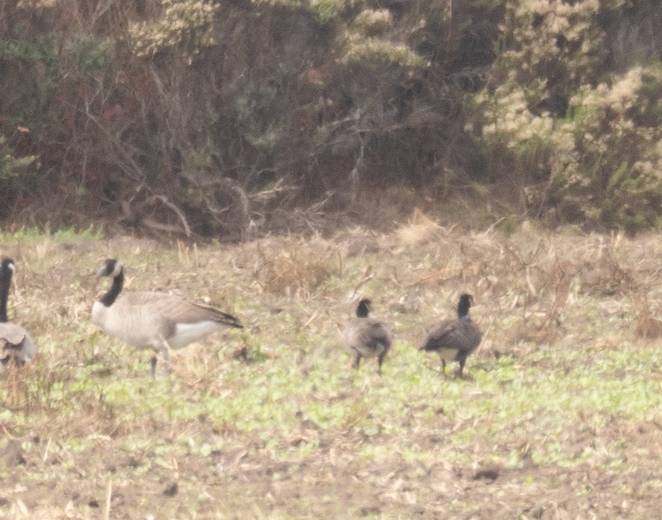 Branta kanadar txikia - ML646169567