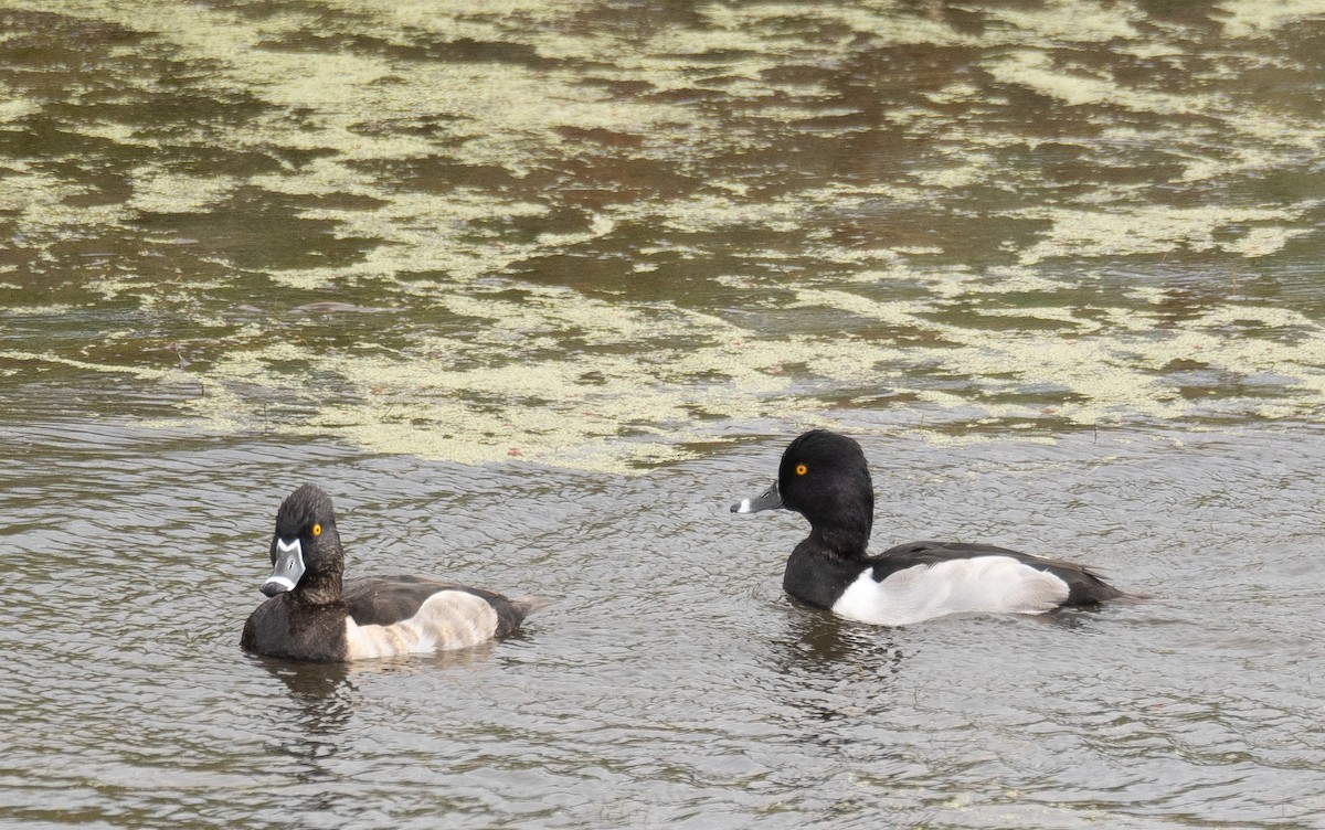 Кольчатая чернеть - ML646169568