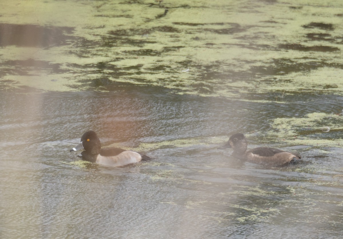 Кольчатая чернеть - ML646169569