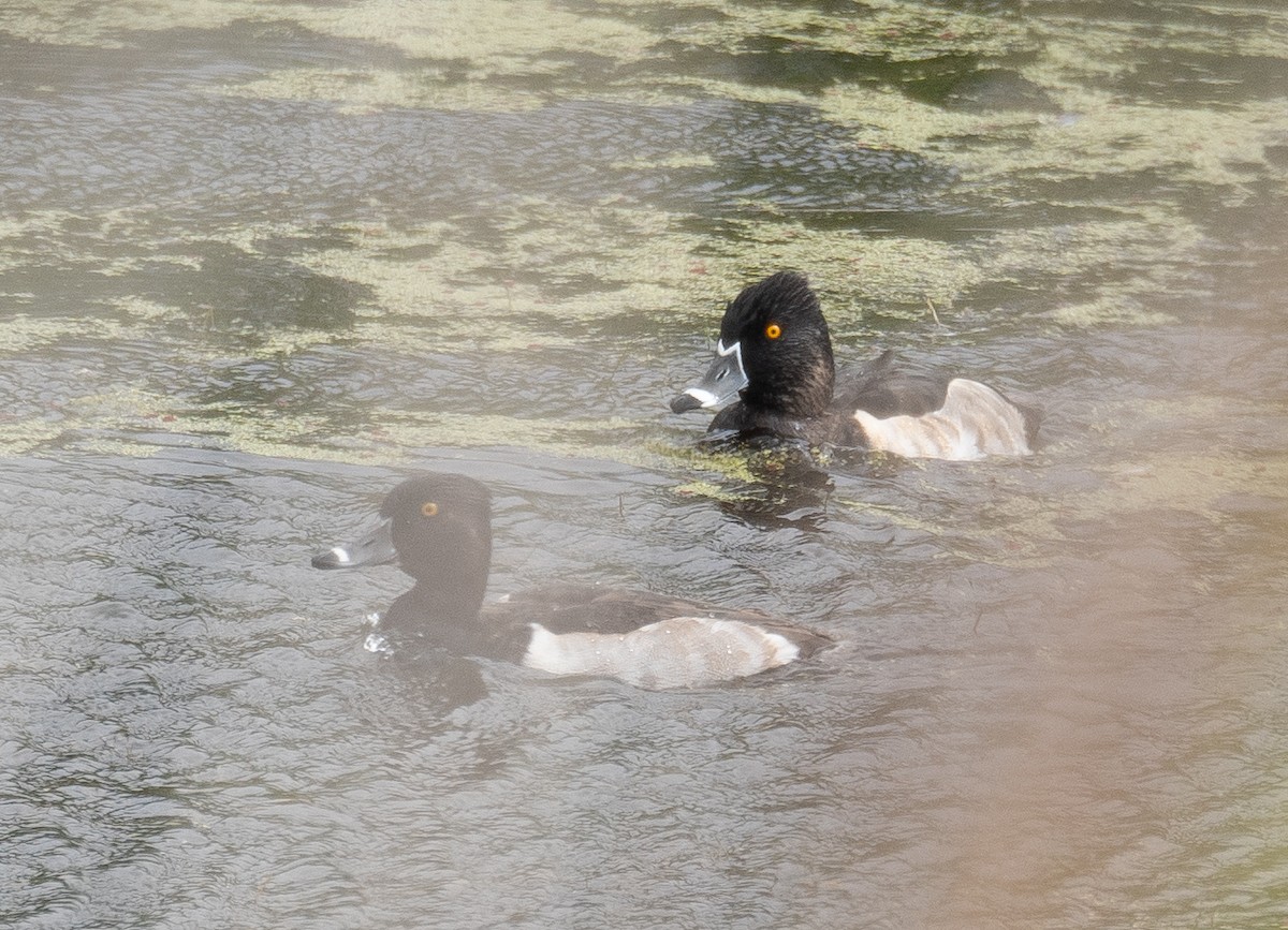 Кольчатая чернеть - ML646169570