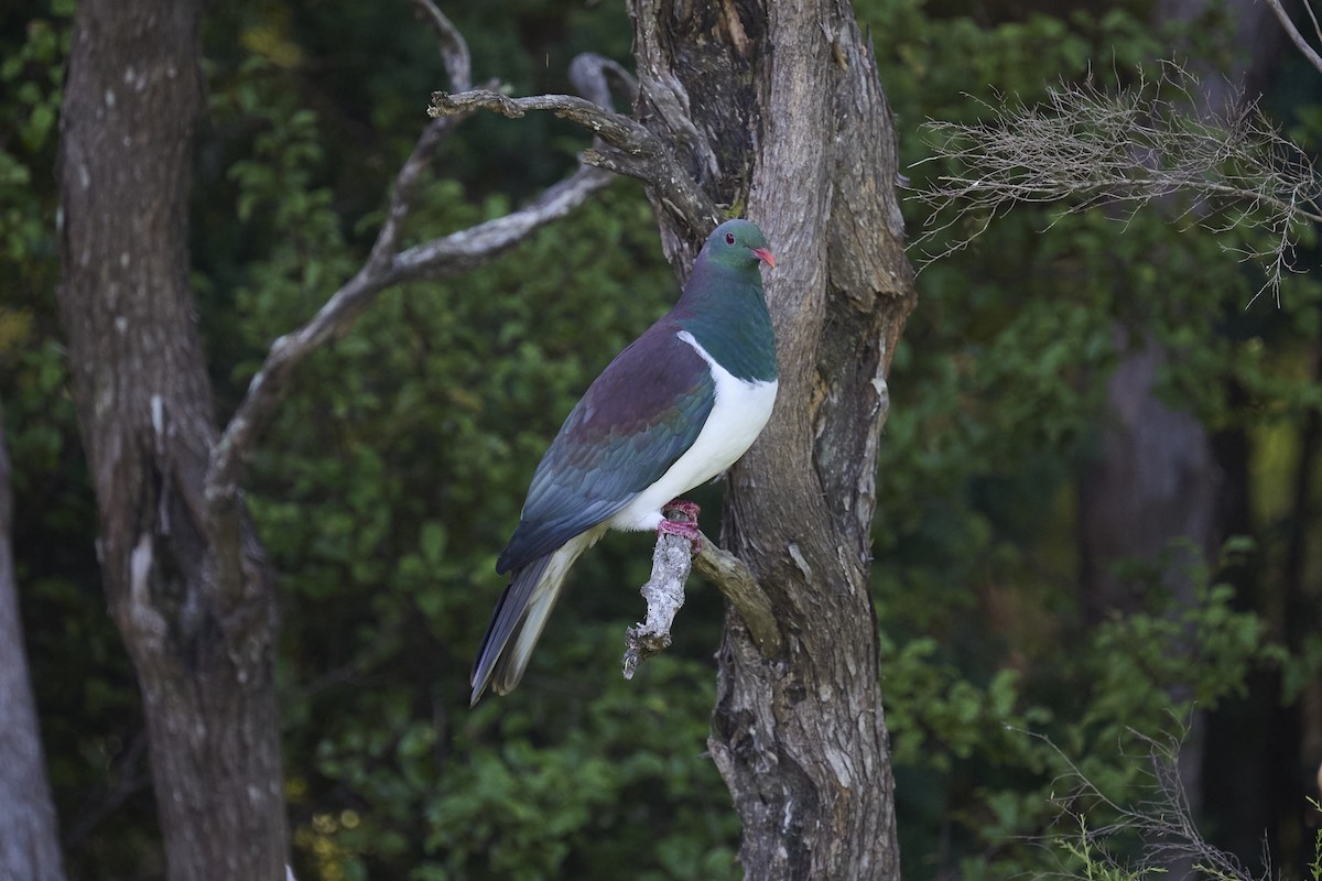 Маорийский плодовый голубь - ML646169571