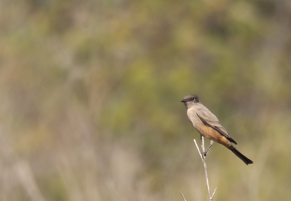 Рыжебрюхий фиби - ML646169572