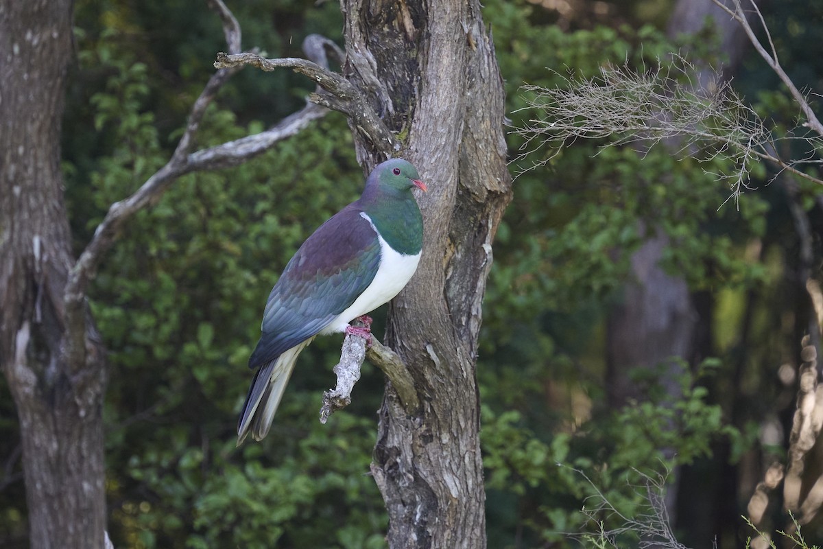 Маорийский плодовый голубь - ML646169573