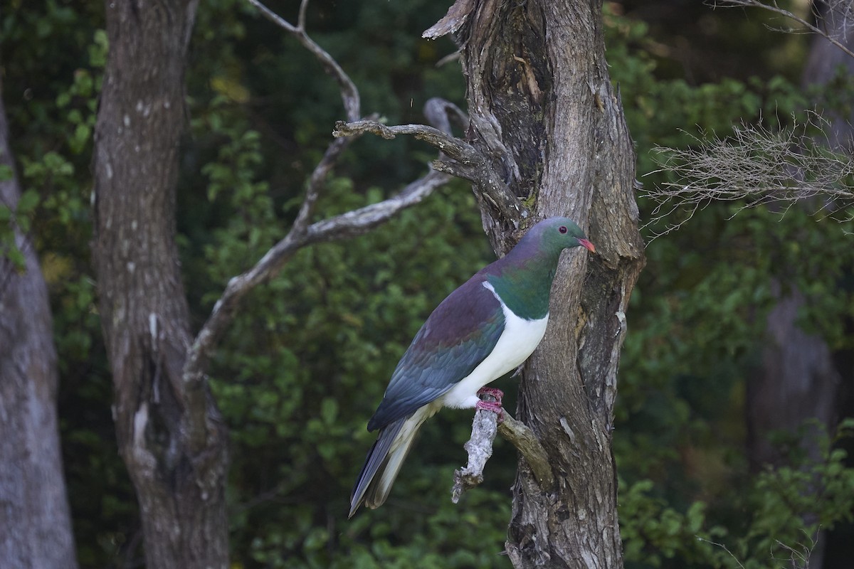 Маорийский плодовый голубь - ML646169574