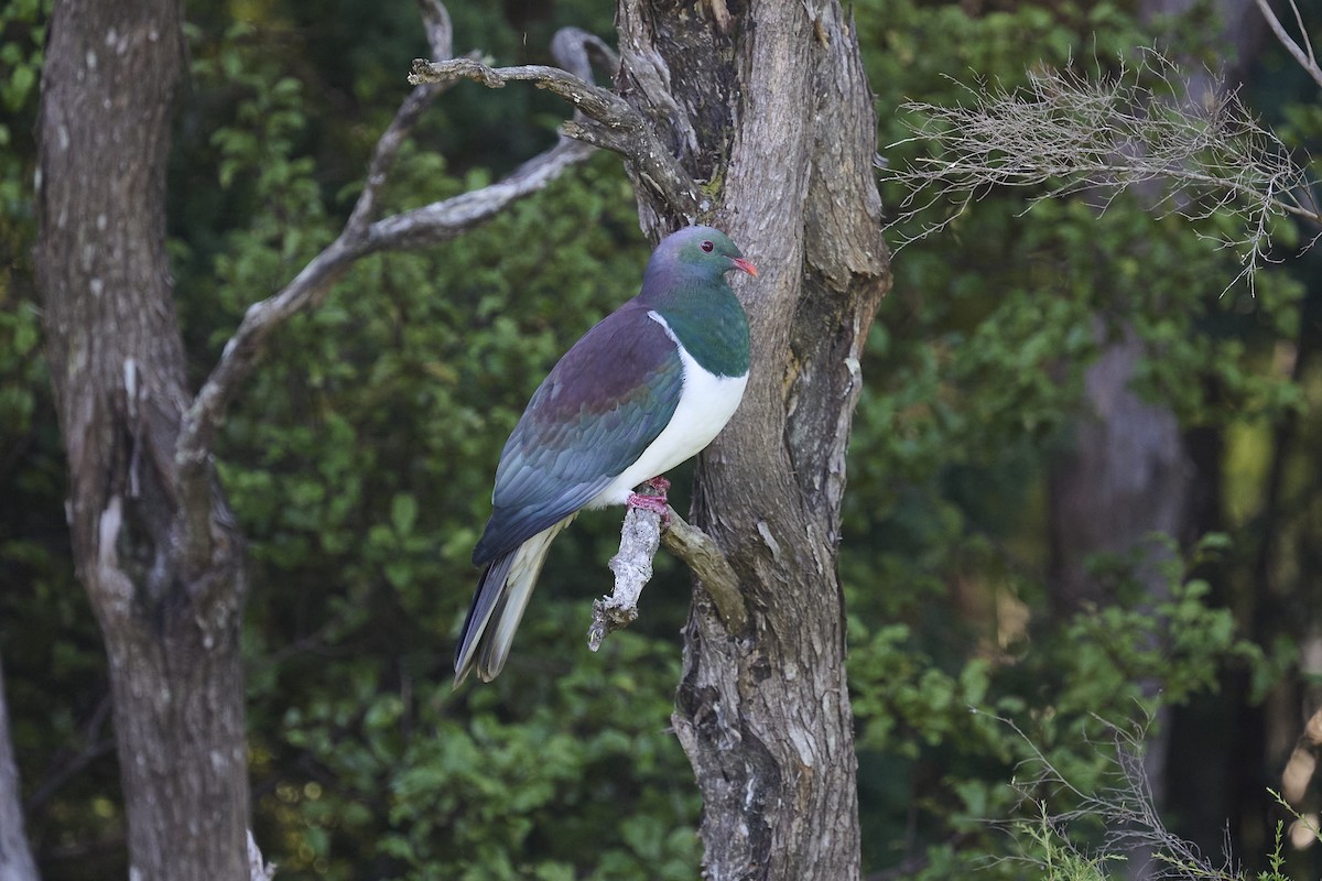 Маорийский плодовый голубь - ML646169575