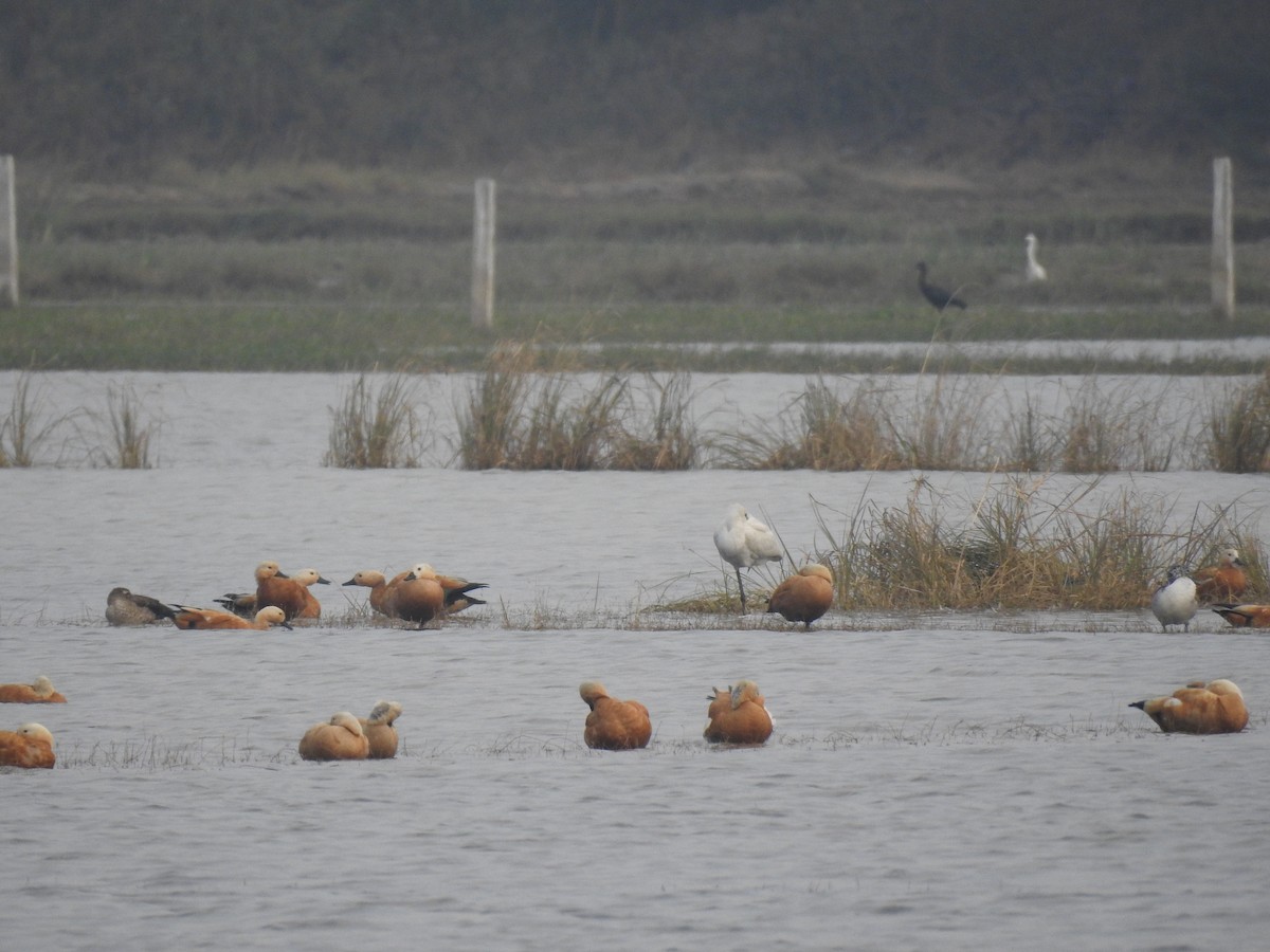 Огарь - ML646169576